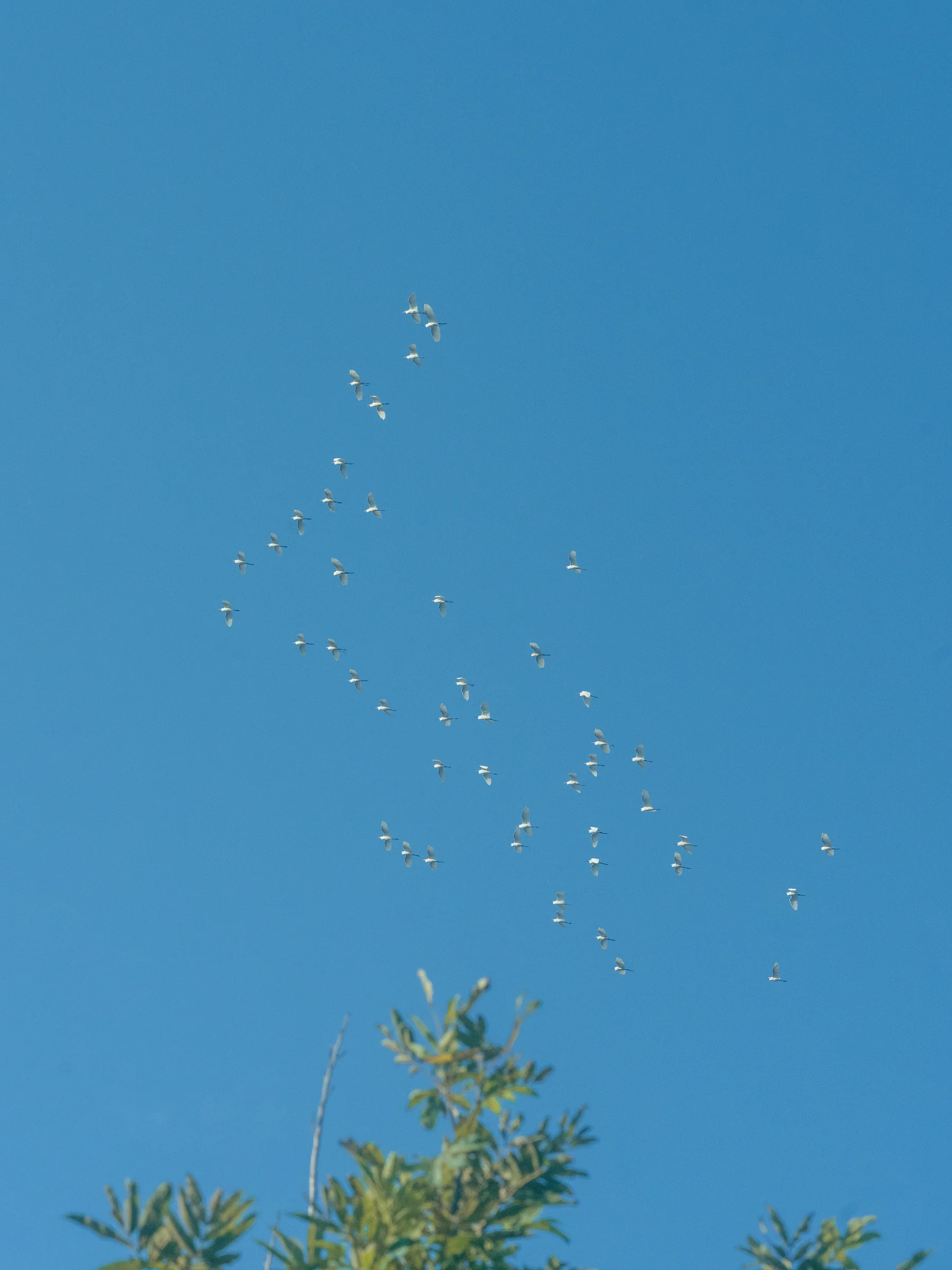 一群白鸟飞过蓝色天空